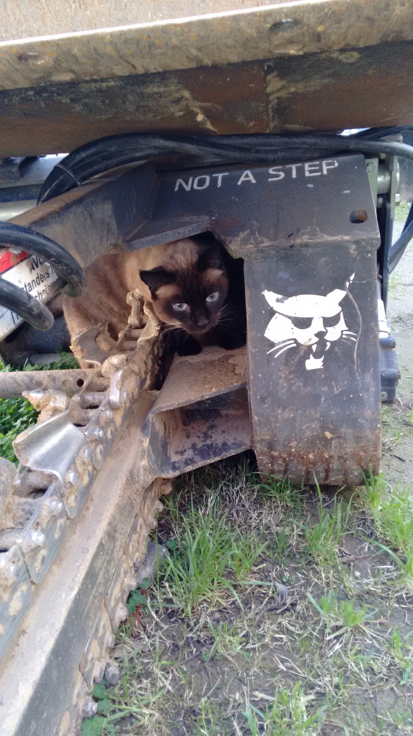 clifford and the bobcat